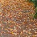 Hillside Ave - Leaves on Sidewalk